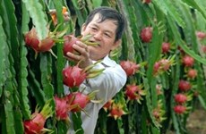 Le fruit du dragon frais vietnamien obtient son visa pour le Japon