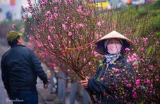 Le marché aux fleurs de Quang Ba, une destination à ne pas manquer à l’occasion du Têt