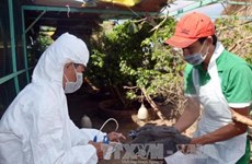 Le Vietnam renforce le contrôle des épidémies en 2017