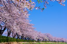 Des cerisiers pour resserrer l’amitié Vietnam-Japon