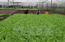 La République de Corée aide Quang Tri à développer l'agriculture biologique