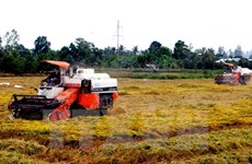 Application de​ normes internationales dans la production durable de riz au Vietnam