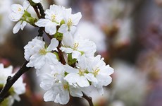 Fête des cerisiers en fleurs à Hanoï, symbole de l'amitié Vietnam-Japon