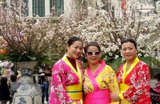 La fête des cerisiers en fleurs au cœur de Hanoï