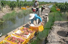 L’Inde annulera sa suspension d’importation de produits agricoles vietnamiens 
