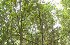 Le Japon réalise de nombreux projets forestiers au Vietnam
