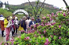 La fête des fleurs de rhododendron à Sa Pa