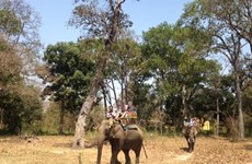Yok Don préserve en urgence les éléphants de forêt