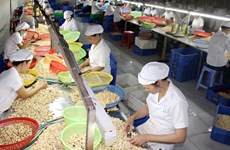 Les Etats-Unis, premier consommateur de noix de cajou du Vietnam