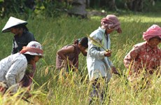 Cambodge : un projet de 61 millions de dollars pour soutenir les petits producteurs agricoles