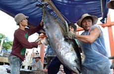 Le thon vietnamien exporté sur 138 marchés du monde 