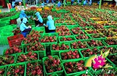 Croissance exceptionnelle pour les exportations de fruits et légumes