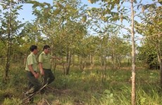 La surface forestière couvre près de 41,19% au Vietnam