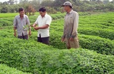 Le groupe japonais Horimasa veut investir dans l'agriculture bio et l'éducation à An Giang
