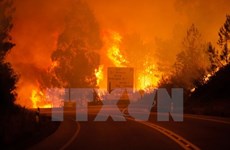 Incendies de forêt : message de sympathie au Portugal