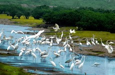Pour bien préserver les zones ornithologiques importantes au Vietnam