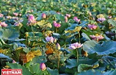 Le lac aux lotus de Ninh Xa