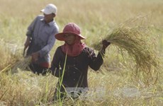 Le Bangladesh va acheter un million de tonnes de riz au Cambodge