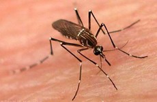 Hanoï: 8 milliards de dongs pour la lutte contre la dengue