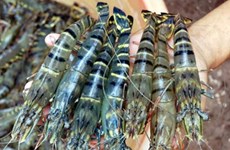 Les crevettes de Cà Mau présentes dans plus de 90 pays et territoires