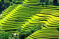Les rizières en terrasses de Mu Cang Chai à l’honneur 