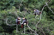 Un primate rare remis au Parc national de Cuc Phuong