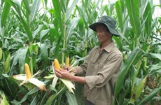 Hausse des importations de maïs depuis janvier