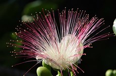 Le spectacle féérique des fleurs de badamier de Truong Sa