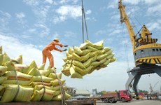 En 2020, le riz rapportera au pays 2,3 milliards de dollars