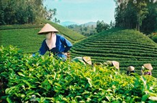 Les exportations du thé vietnamien se portent bien depuis janvier