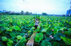 Hanoï : le thé au lotus fait son apparition dans les circuits touristiques au lac de l’Ouest