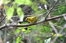 La réserve naturelle de Xuân Liên protège ses espèces d’oiseaux rares et menacés