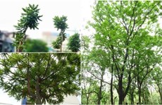 Hanoï: plantation d’arbre à l’occasion de la Fête nationale finlandaise 