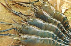 Une forte croissance est prévue pour les exportations de crevettes