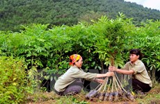 De bons acquis dans la stratégie de développement du secteur sylvicole du Vietnam