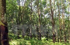 Des progrès dans le développement forestier