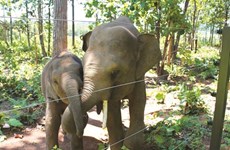 L’histoire de deux éléphanteaux orphelins