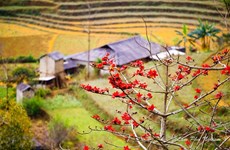 Le kapokier, la beauté culturelle de la campagne du Nord Vietnam 