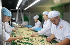 Le Vietnam aide le Cambodge à augmenter sa production de noix de cajou
