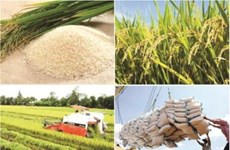2017: une bonne année pour les exportations nationales de riz