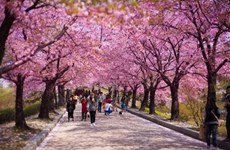 Rendez-vous en mars à Hanoï pour la Fête des cerisiers en fleurs du Japon