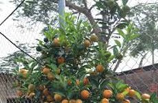 Kumquat bonsaï, la nouvelle mode du Têt