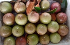 Une décennie d’efforts pour exporter des pommes étoilées vers les États-Unis 