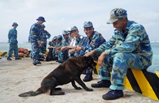 Des chiens sur l’archipel de Truong Sa