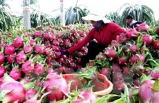 Efforts pour améliorer la qualité des fruits vietnamiens