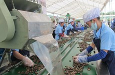 Nécessité d’élever la valeur ajoutée de la noix de cajou du Vietnam