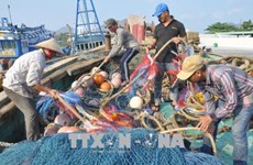 La CE fait le bilan des avancées vietnamiennes suite au "carton jaune" concernant la pêche illégale