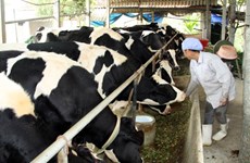 Hausse continue des importations d’aliments pour animaux et matières premières