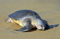 Une tortue olivâtre est relâchée à la mer