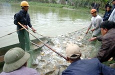 Hanoï: 13 projets d’élevage aquacole intensif dans 10 districts